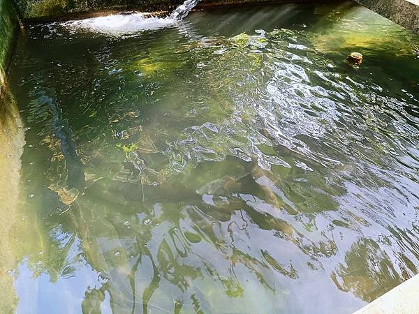 三峽美食｜春來園休閒餐館｜鱘龍魚60吃 藥膳鱘龍首