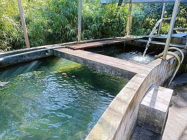 三峽美食｜春來園休閒餐館｜鱘龍魚60吃 藥膳鱘龍首