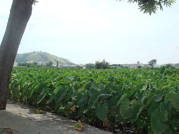 DSC00104.JPG