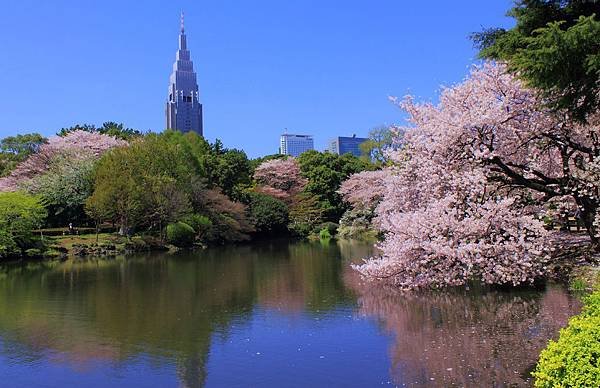 Shinjuku_Gyoen_National_Garden_-_sakura_3