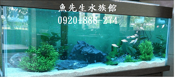 魚先生水族館TEL:0920-888-274洗魚缸ˋ魚缸清洗保養ˋ清洗魚缸ˋ魚缸訂做ˋ魚缸造景