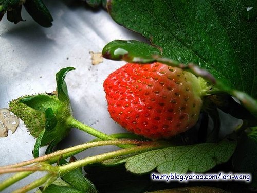 最高海拔的草莓園 ～ 雪霸草莓08.jpg