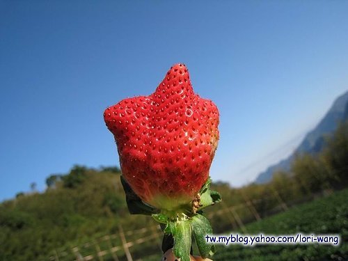 最高海拔的草莓園 ～ 雪霸草莓01.jpg