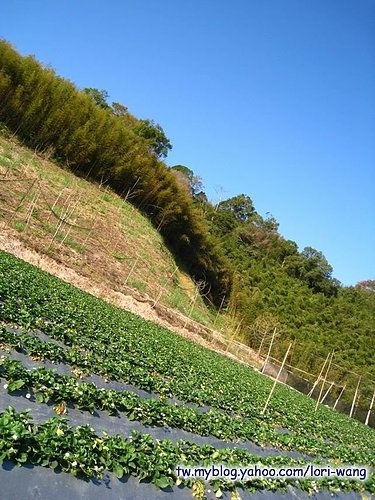 最高海拔的草莓園 ～ 雪霸草莓02.jpg