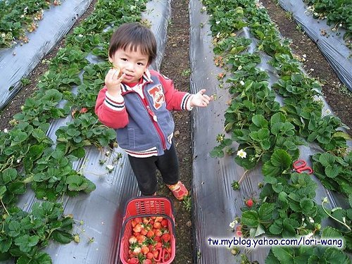 最高海拔的草莓園 ～ 雪霸草莓03.jpg