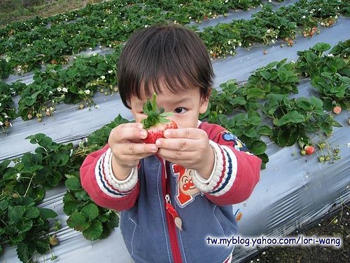 最高海拔的草莓園 ～ 雪霸草莓04.jpg