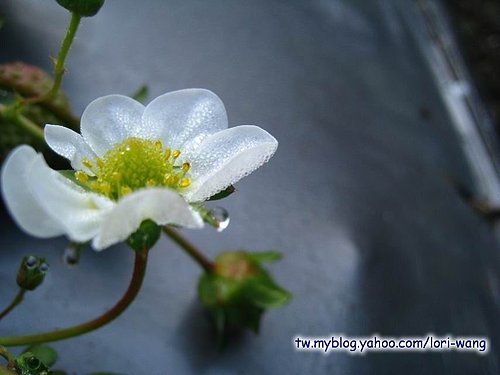 最高海拔的草莓園 ～ 雪霸草莓06.jpg