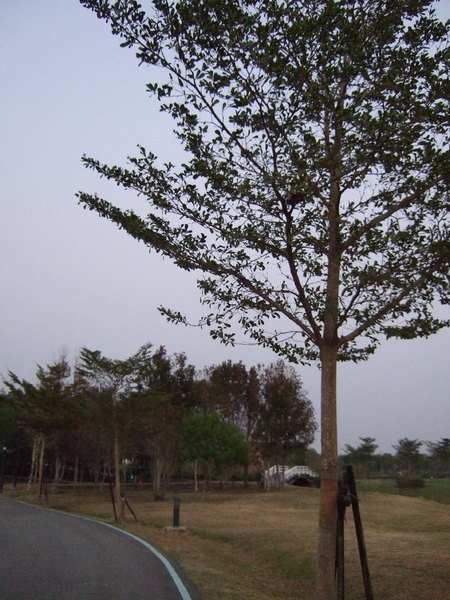 德元埤荷蘭村：{台南}德元埤荷蘭村生態休閒園區~全台第一座荷蘭風車