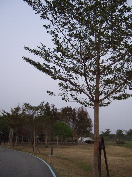 德元埤荷蘭村：{台南}德元埤荷蘭村生態休閒園區~全台第一座荷蘭風車