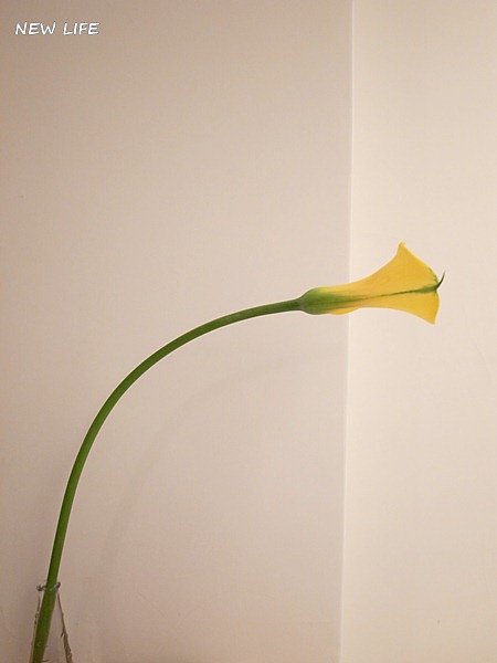 海芋