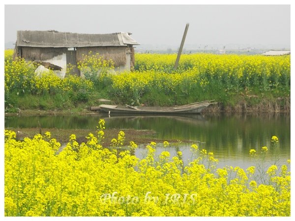 油菜花田PICT9836.jpg