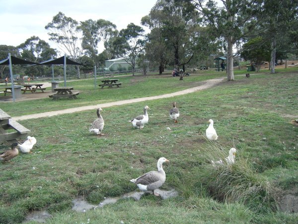 2009_0608bundoora0029.JPG