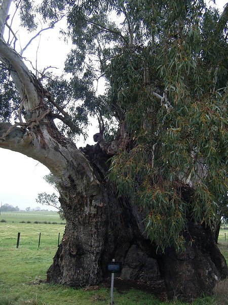 2010_0710maryborough20013.JPG