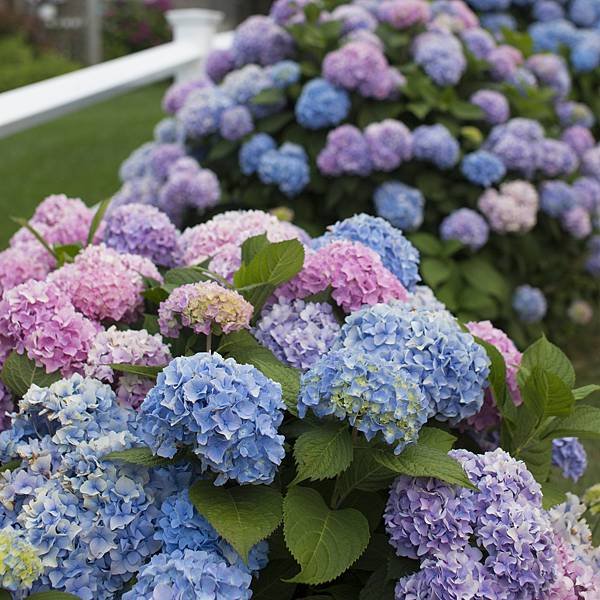 Cape-Cod-Hydrangea-Festival-cr-Greta-Georgieva.jpg