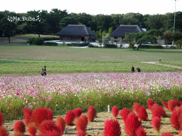 濱海公園 掃帚草