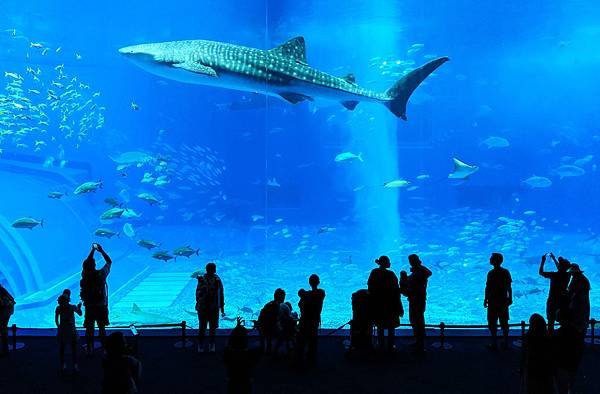 美麗海水族館!.jpg