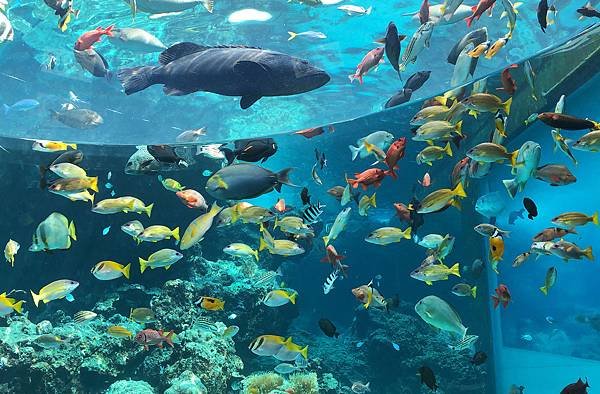 美麗海水族館2.jpg