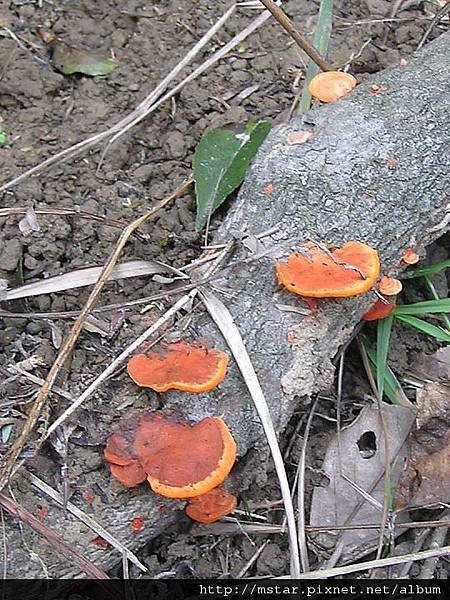 血紅密孔菌 (林投菇)