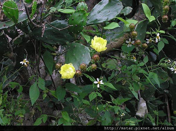 仙人掌花