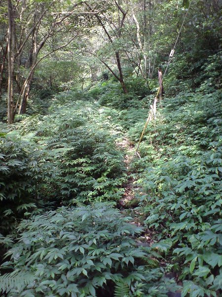 上貓空圓山東北峰