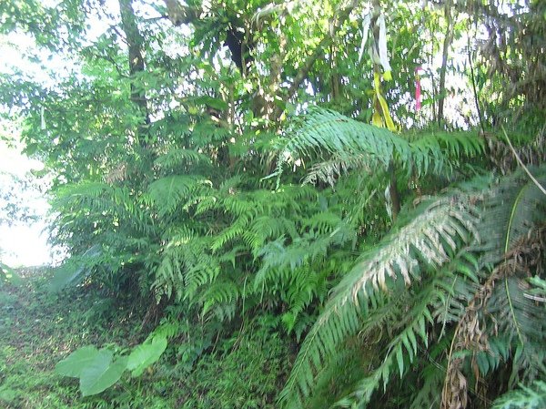 岔路上大坑山