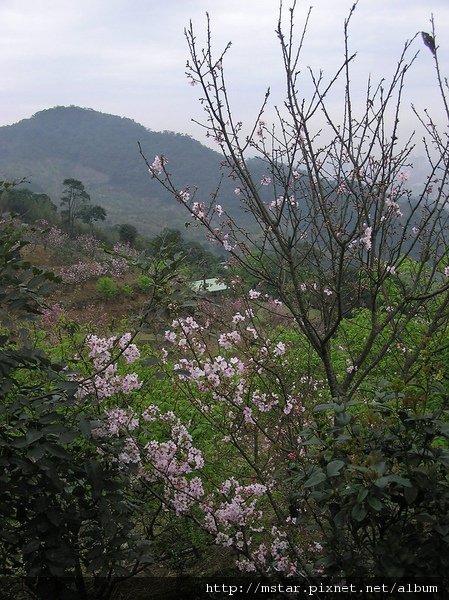 待老坑山西側步道旁的花林
