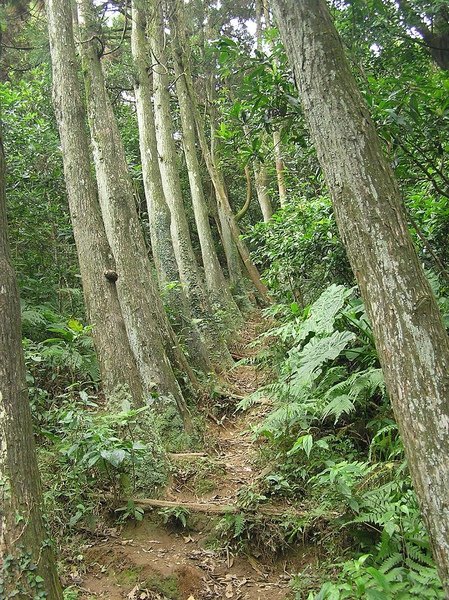 杉樹步道