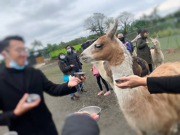 【心花鹿fun宜蘭農場】2021宜蘭東山梅花湖休閒農場