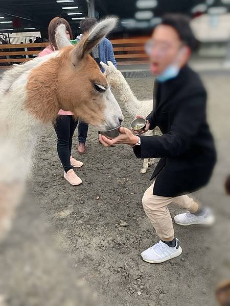 【心花鹿fun宜蘭農場】2021宜蘭東山梅花湖休閒農場