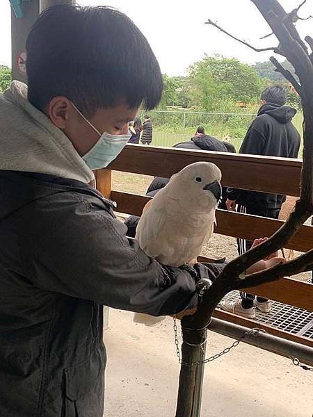 【心花鹿fun宜蘭農場】2021宜蘭東山梅花湖休閒農場，一同和梅花鹿、草泥馬、駱馬、羊駝求婚？！