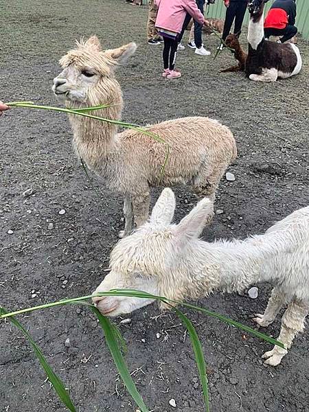 【心花鹿fun宜蘭農場】2021宜蘭東山梅花湖休閒農場，一同和梅花鹿、草泥馬、駱馬、羊駝求婚？！