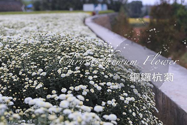 銅鑼杭菊_index.JPG