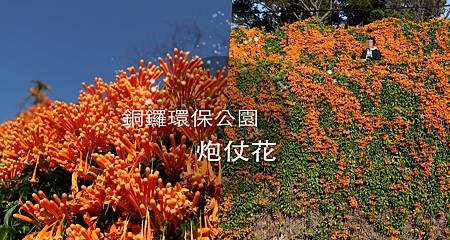 銅鑼炮仗花_00.jpg