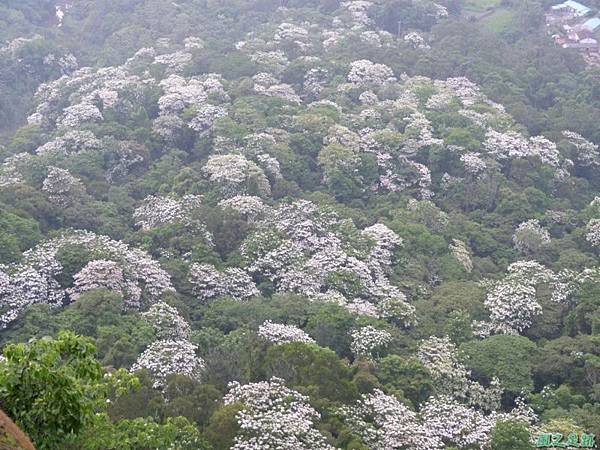 20140429桐花海