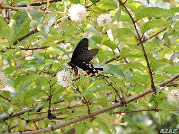 20140602台灣麝香鳳蝶(風箱樹)(3)