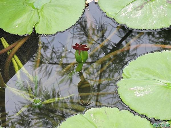善變蜻蜓20140621(7)