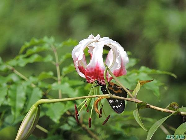 艷紅鹿子百合20140803(2)