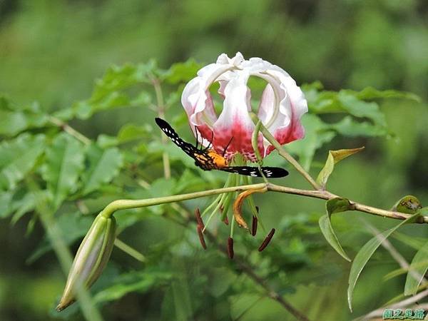 艷紅鹿子百合20140803(3)