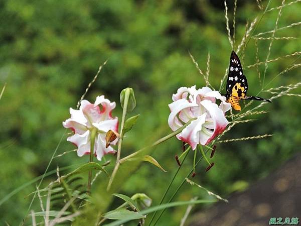 艷紅鹿子百合20140803(9)