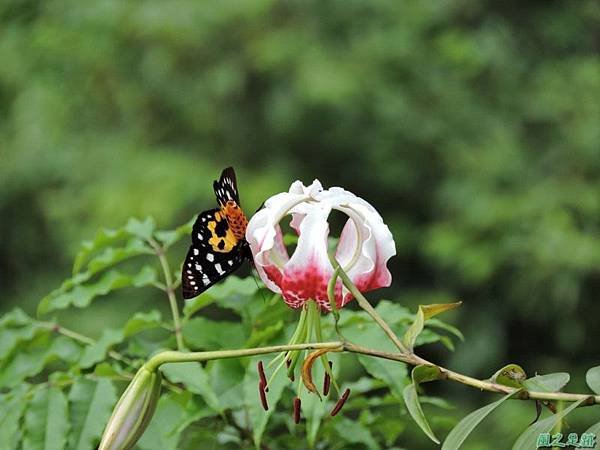 艷紅鹿子百合20140803(15)