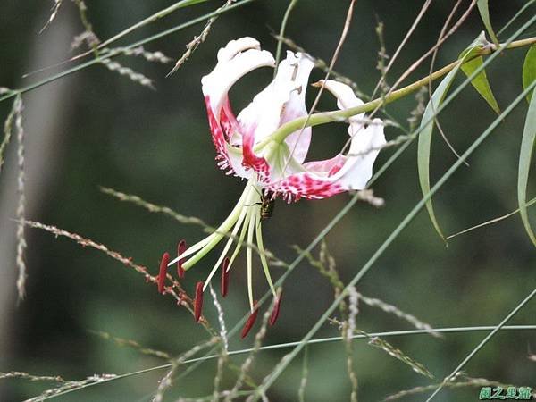 艷紅鹿子百合20140803(22)