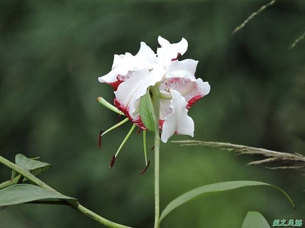 艷紅鹿子百合20140803(25)