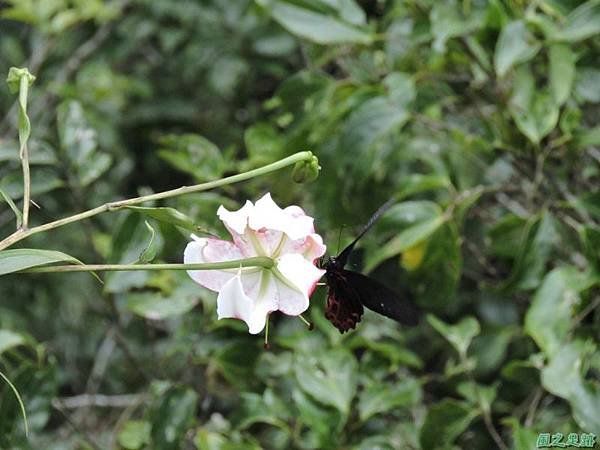 艷紅鹿子百合20140803(31)