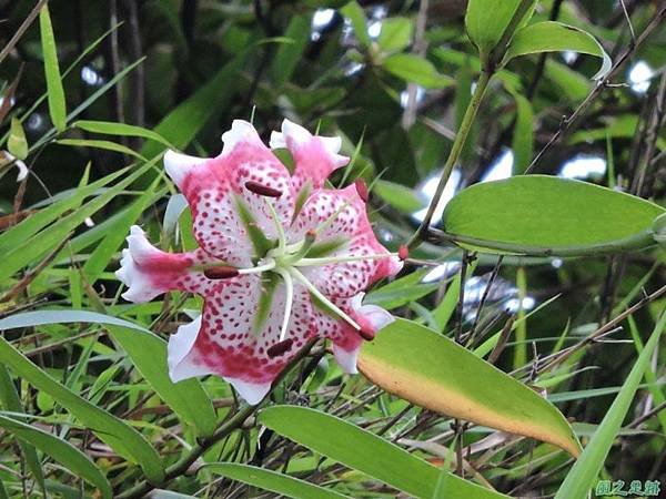 艷紅鹿子百合20140803(37)