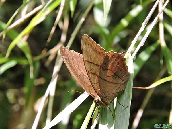 深山蔭蝶20140808(9)