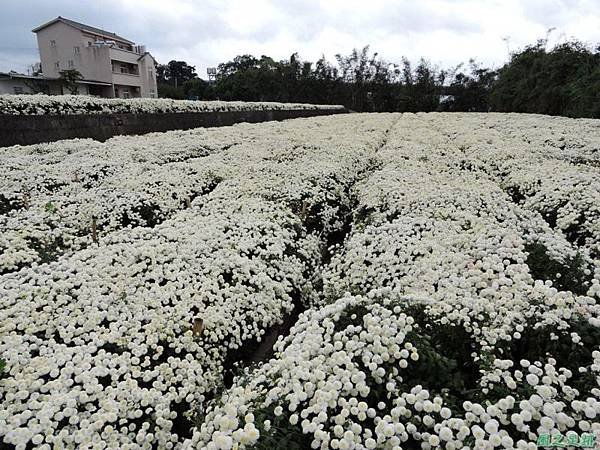 九湖杭菊20141117(16)