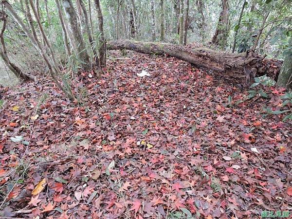 馬那邦山連走司令山(64)