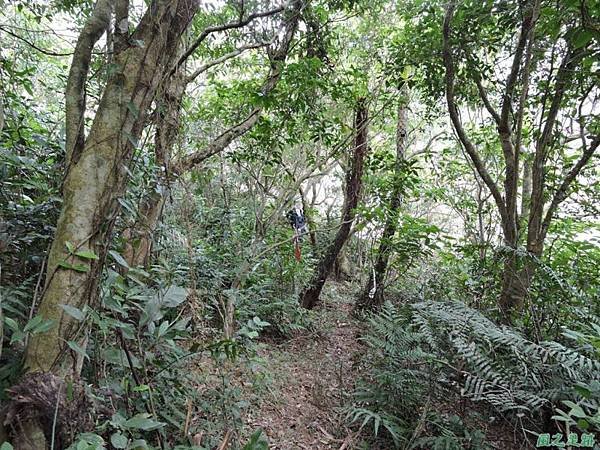 大金面山北峰20150125(6)