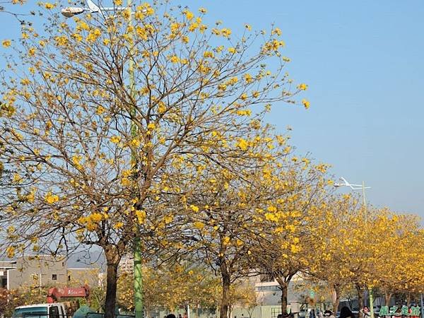 黃花風鈴木(台中太順路)20150307(1)