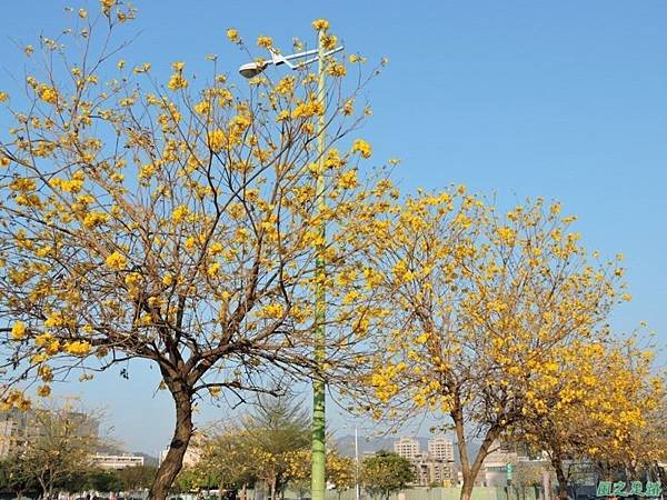 黃花風鈴木(台中太順路)20150307(5)